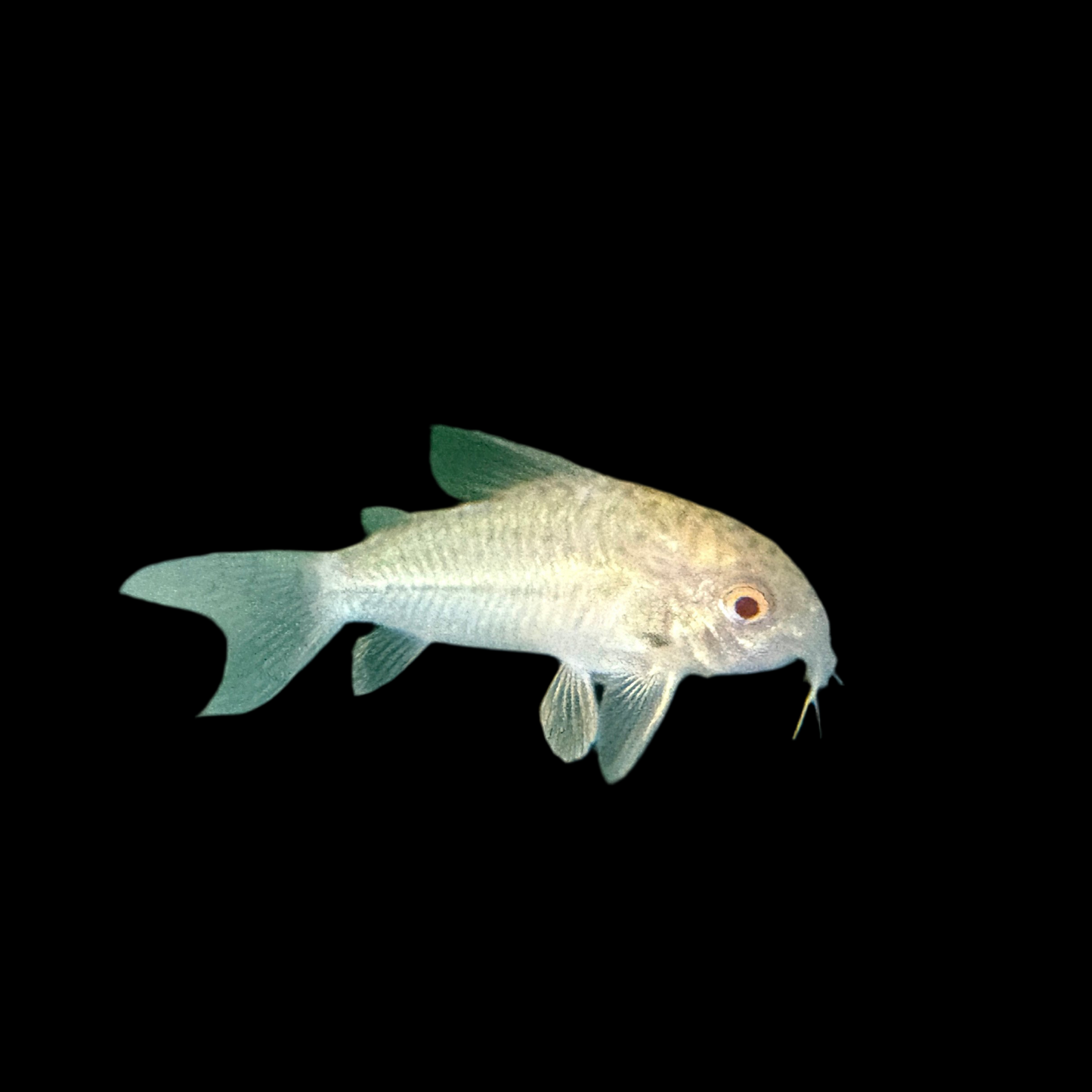 Cory - Julii Albino