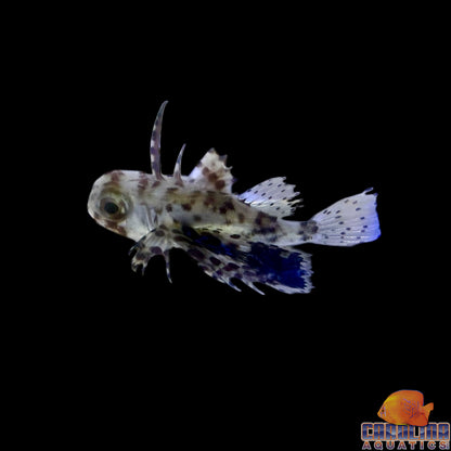 Flying Gurnard Oriental