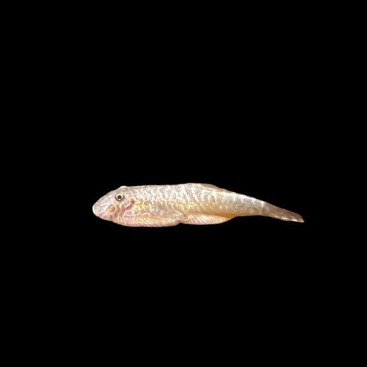 Loach - Hillstream Borneo "Mini"