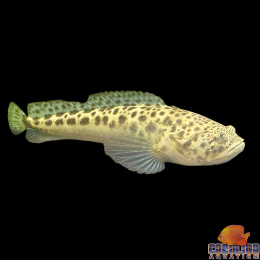 Goby - Southern Stargazer