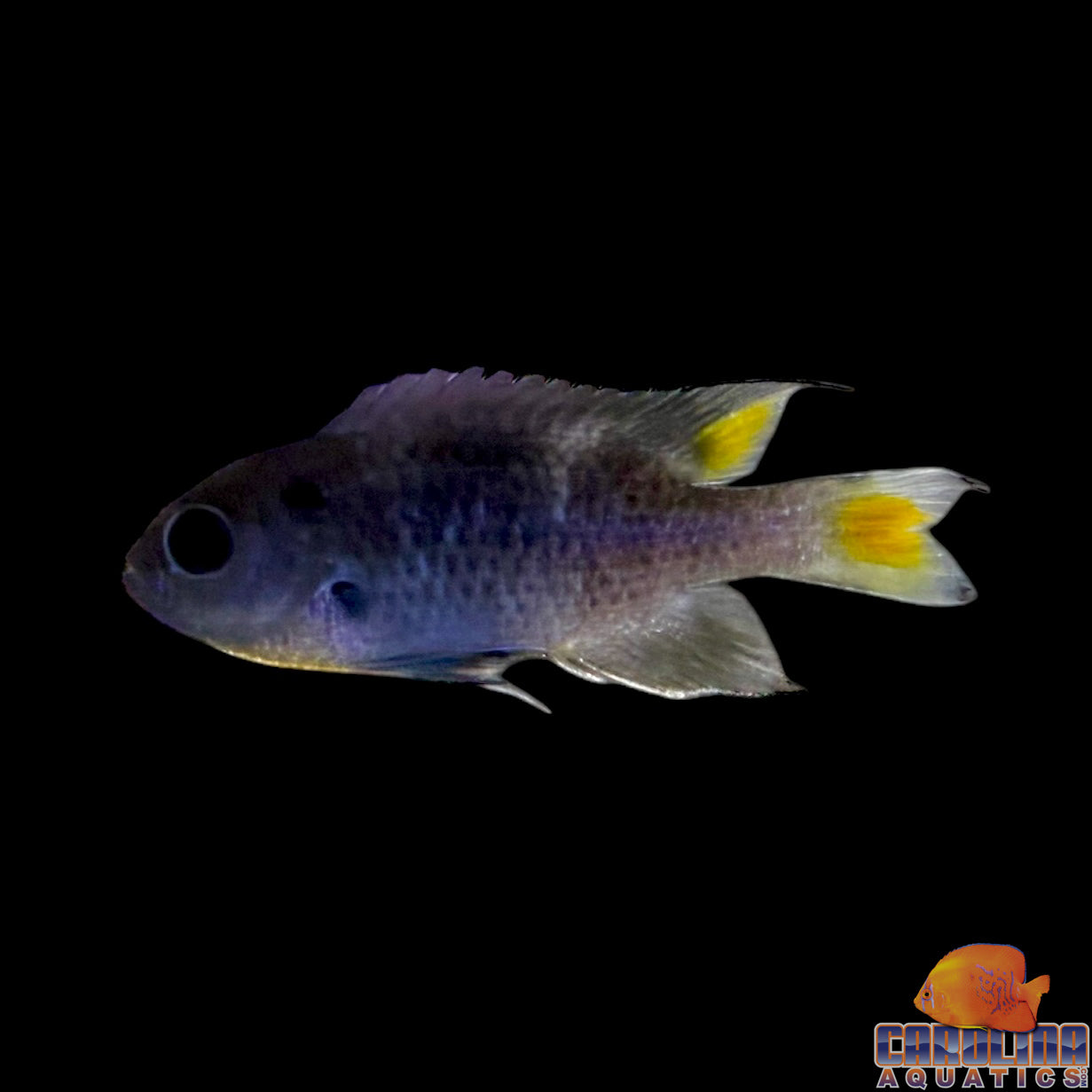 Chromis - Scissortail