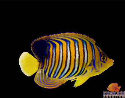 Angel - Regal Yellow Belly (Red Sea) Md/Lg