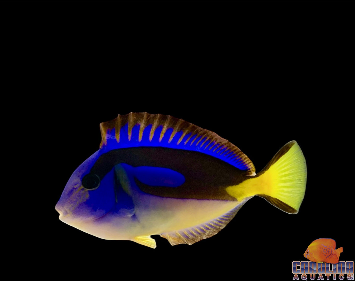 Tang - Blue Hippo Yellow Belly 3-5"