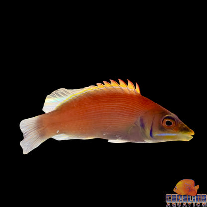 Wrasse - Scarlet