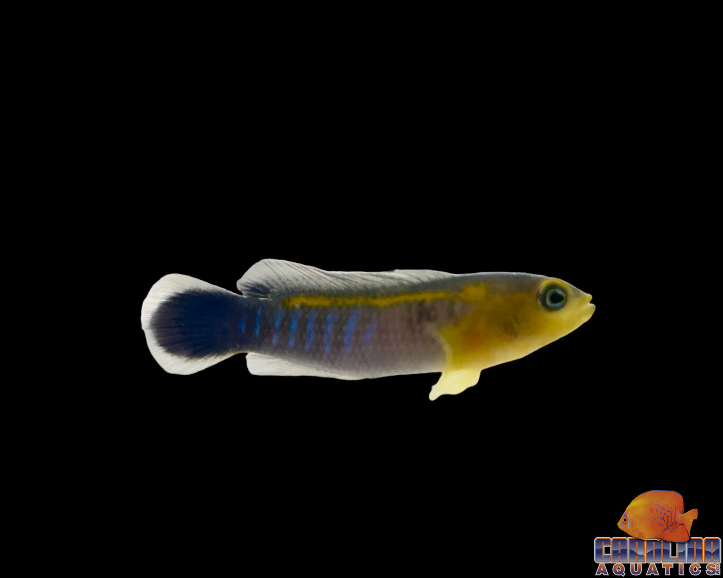Dottyback - Bluestripe
