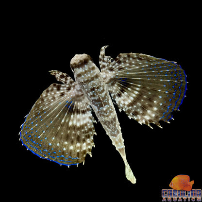 Flying Gurnard