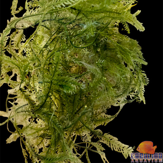 Algae - Caulerpa Mexicana