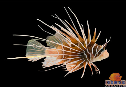 Lionfish - Radiata