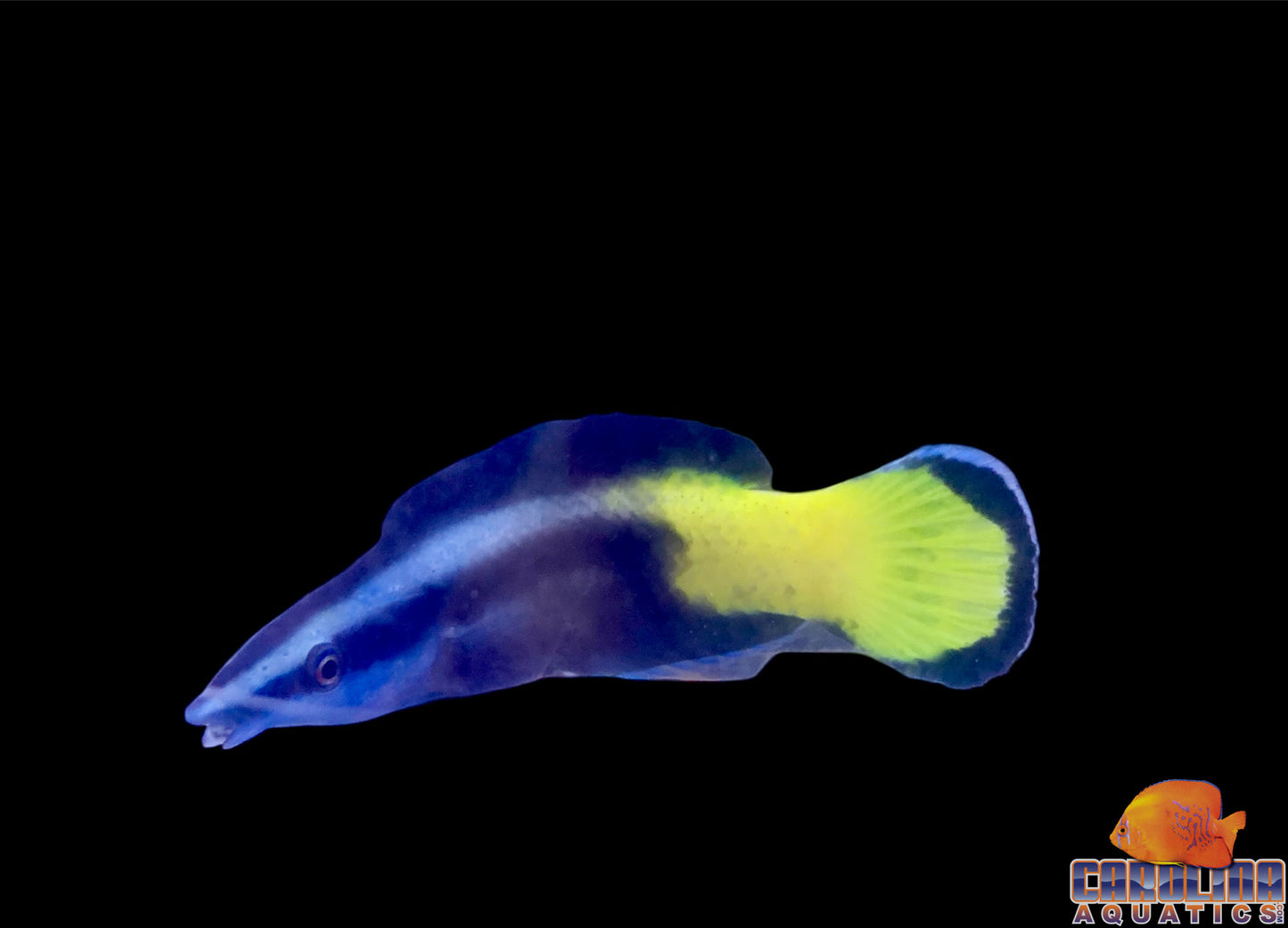 Wrasse - Cleaner Bicolor