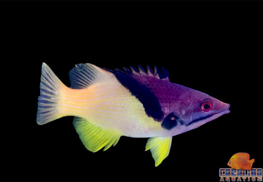 Hogfish - Coral Lg