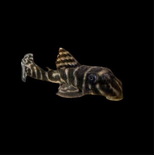 Pleco - Yellow Zebra L-199 M/L
