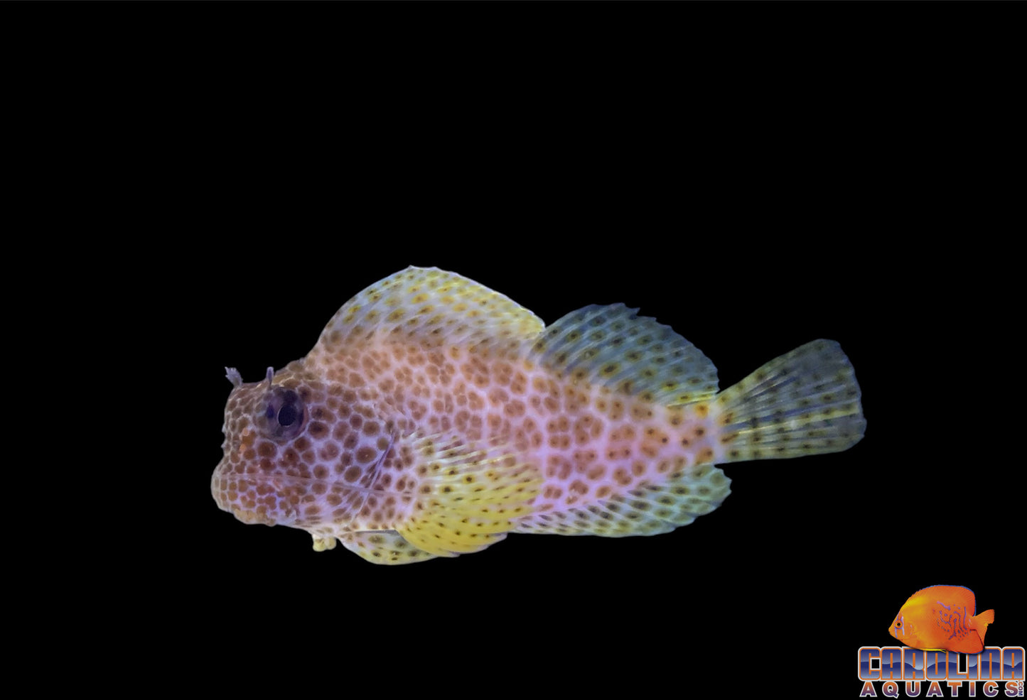 Blenny - Leopard Rock Skipper