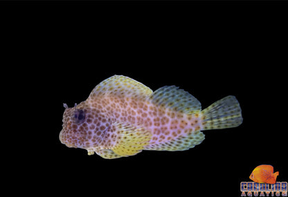 Blenny - Leopard Rock Skipper