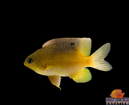 Damsel - Beaugregory