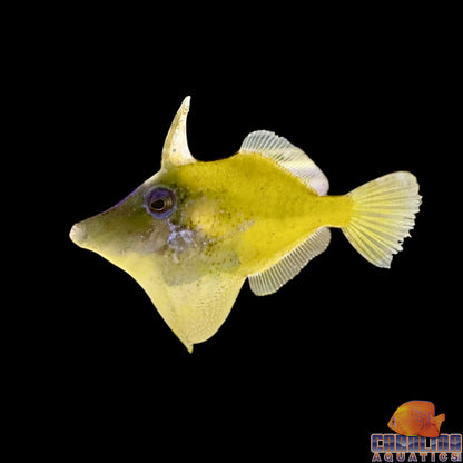 Filefish - Green (Atlantic)