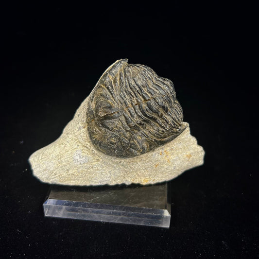 Metacanthian Trilobite in Matrix