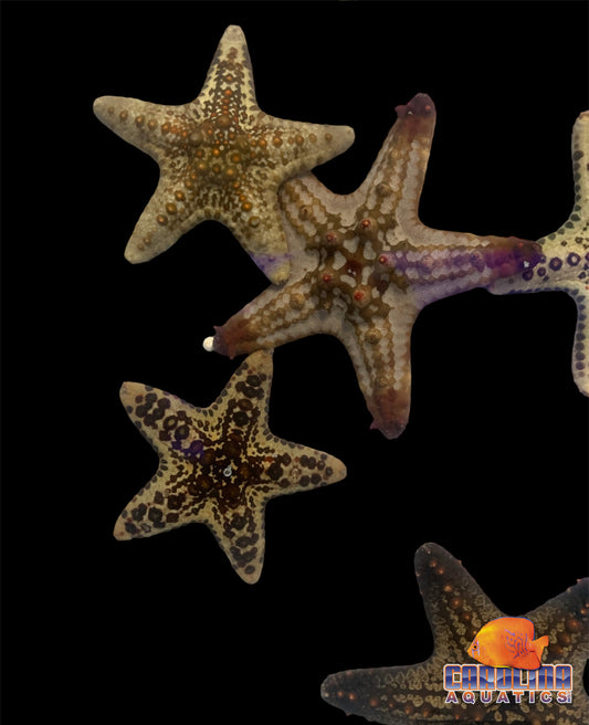 Starfish - Knobbly