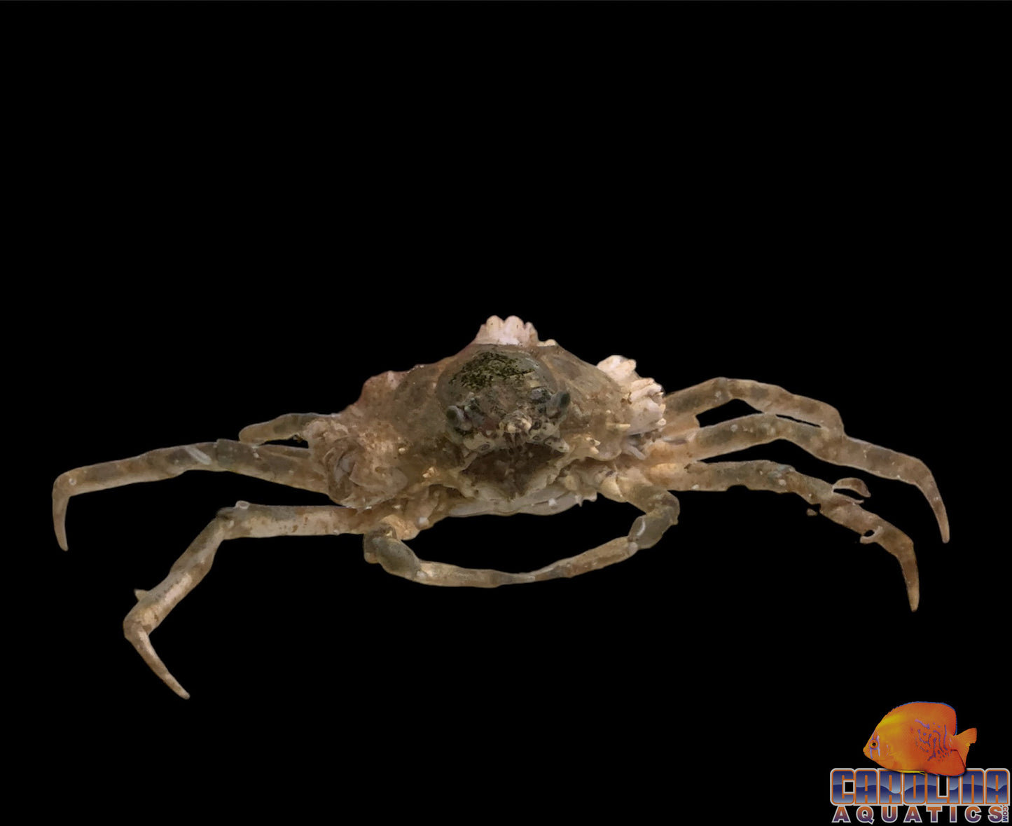 Crab - Spider Lg