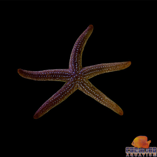 Starfish - Forbes