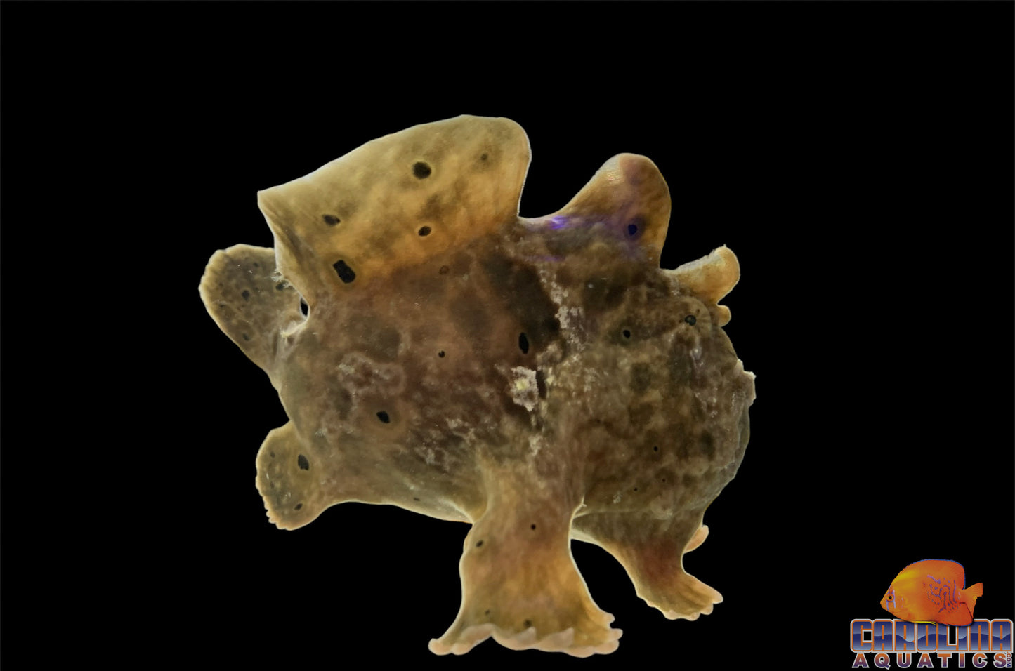 Angler - Colored Sm