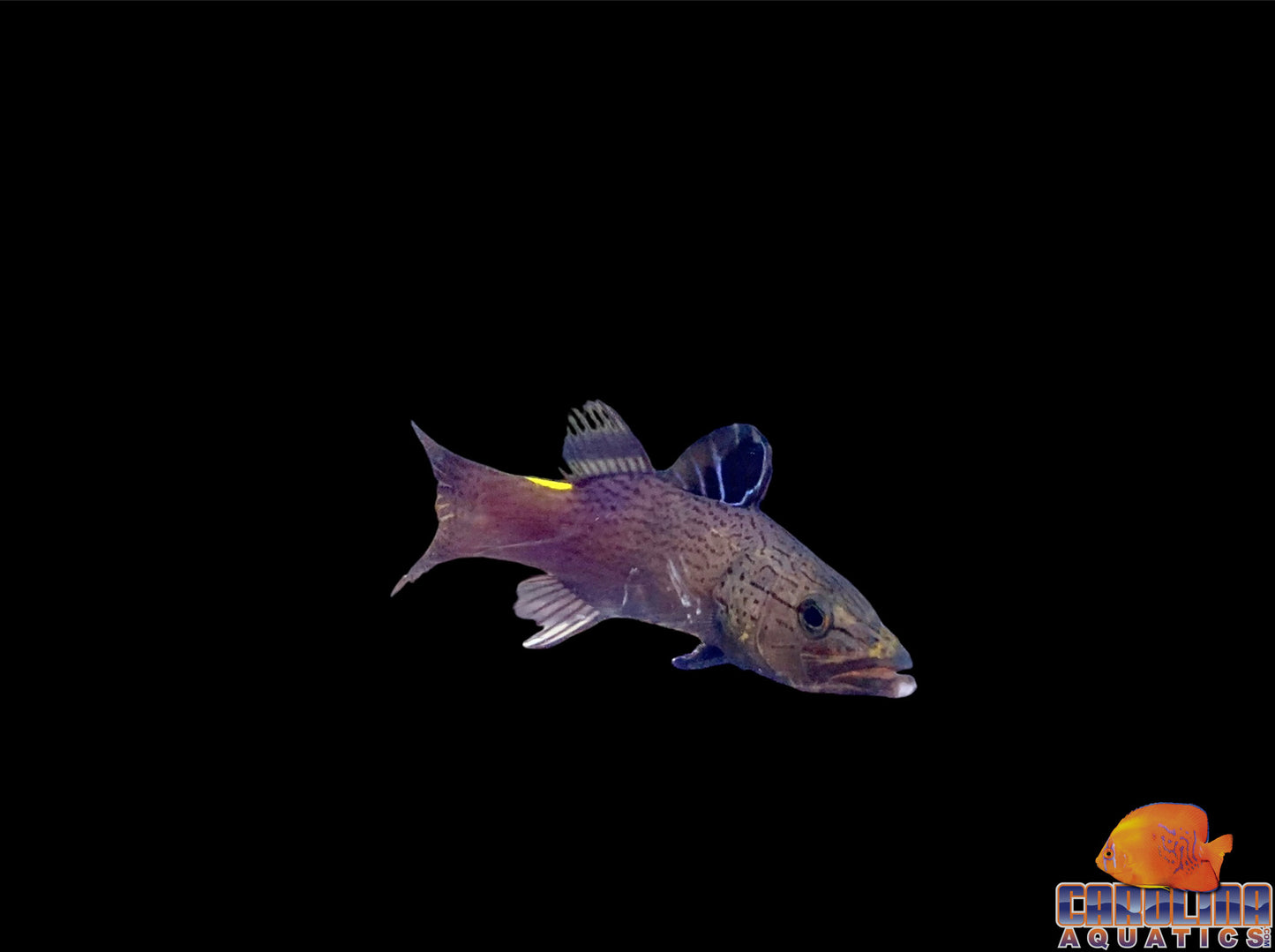 Soapfish - Arrowhead