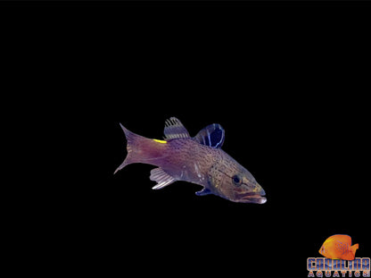 Soapfish - Arrowhead