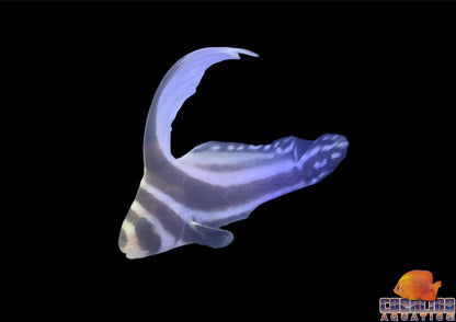 Drum - Spotted Md