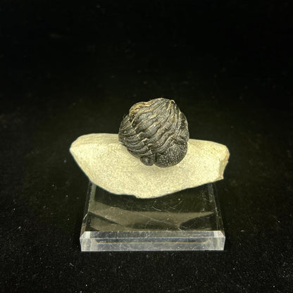 Metacanthian Trilobite in Matrix