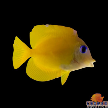 Tang - Bristletooth Squaretail Juv