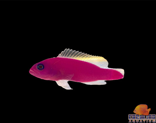 Pseudochromis - Strawberry