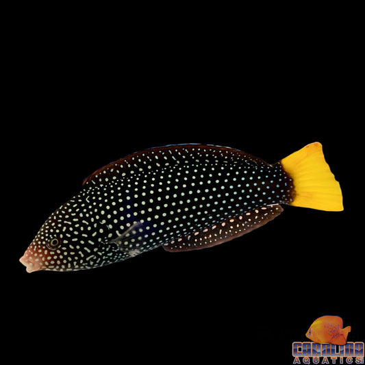 Wrasse - Spotted Lg