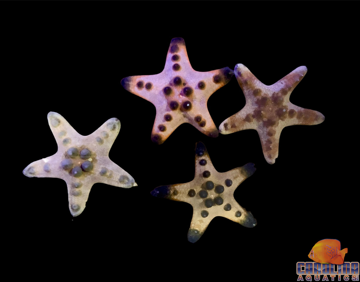 Starfish - Chocolate Chip