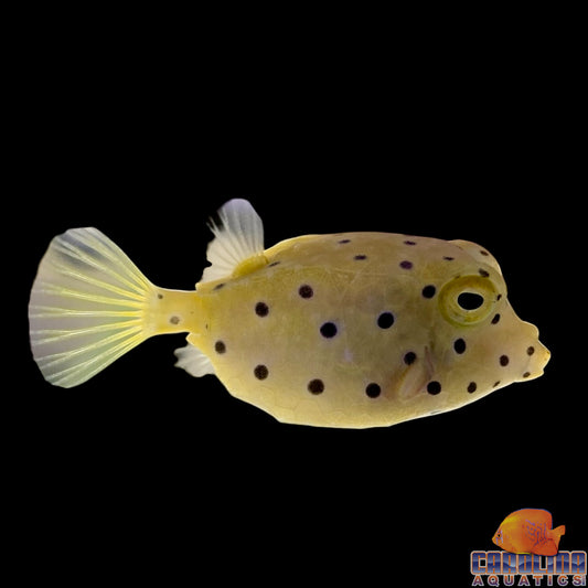 Boxfish - Yellow Sm
