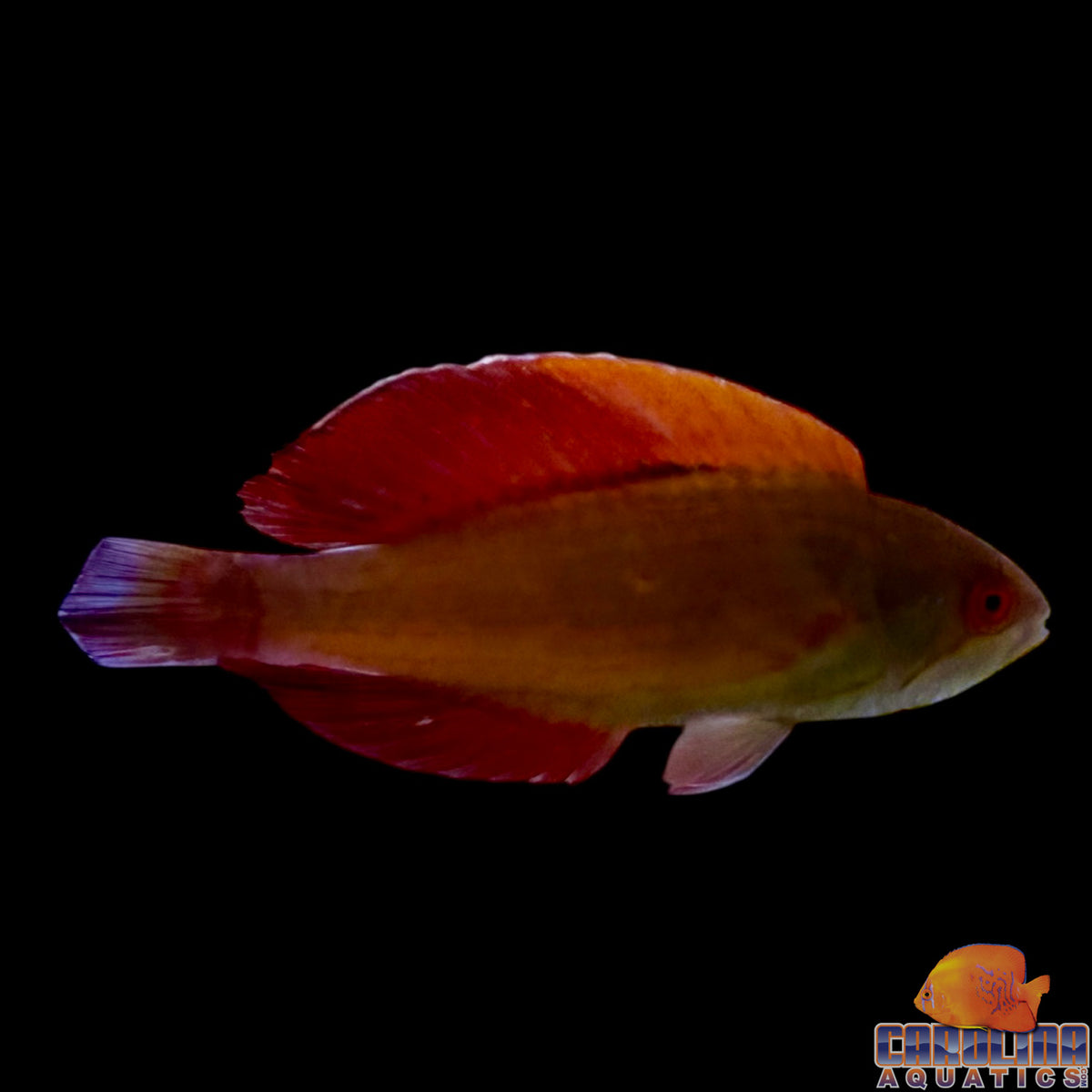 Wrasse - Eight Line Flasher