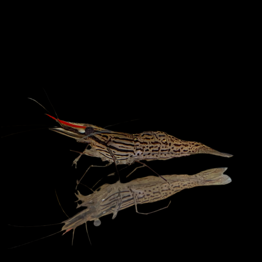 Invert - Prawn Giant Pinstripe 2.5-3in