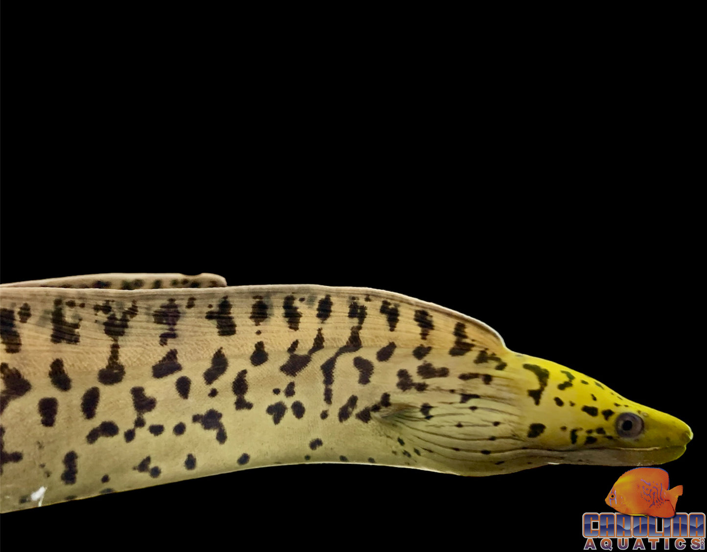 Eel - Moray Yellowhead Lg