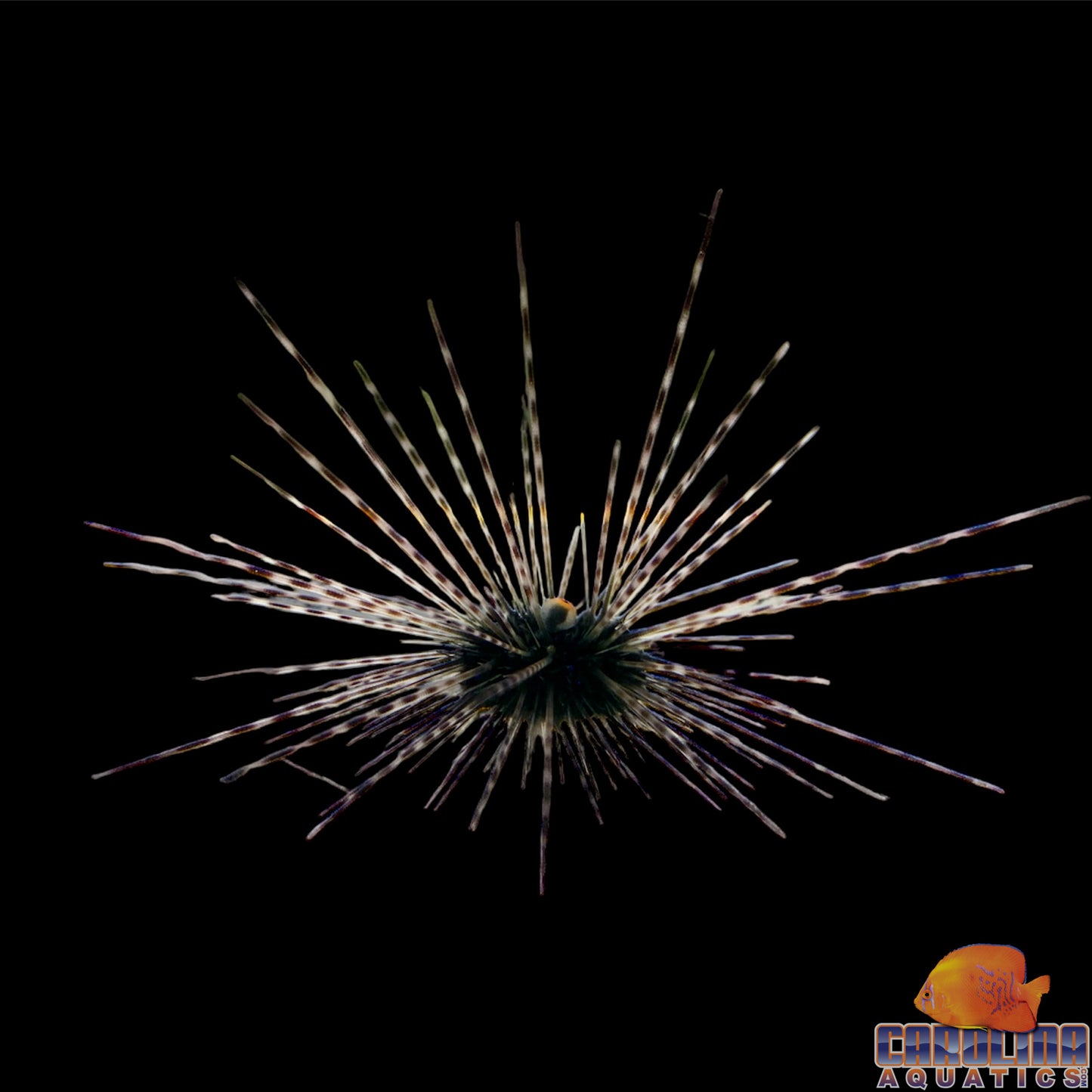 Urchin - Longspine