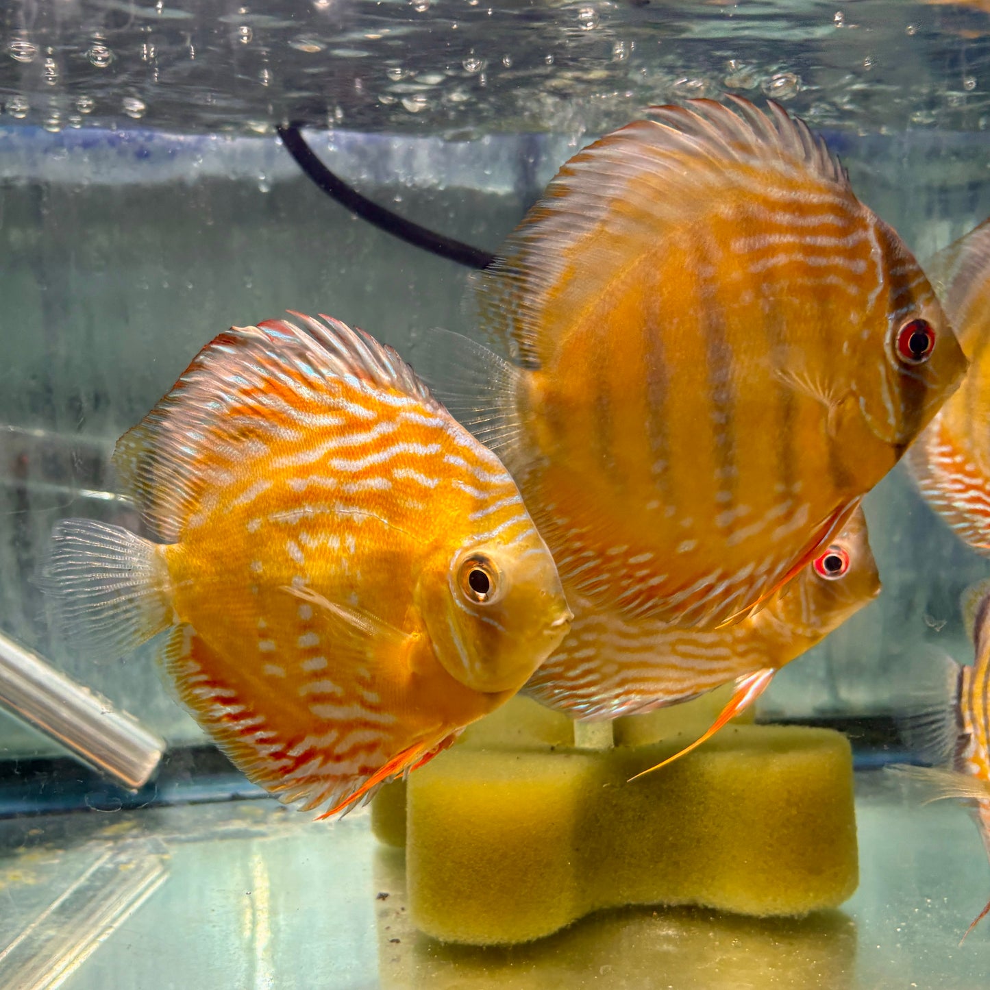 Discus - Semiroyal Red Wild Lg