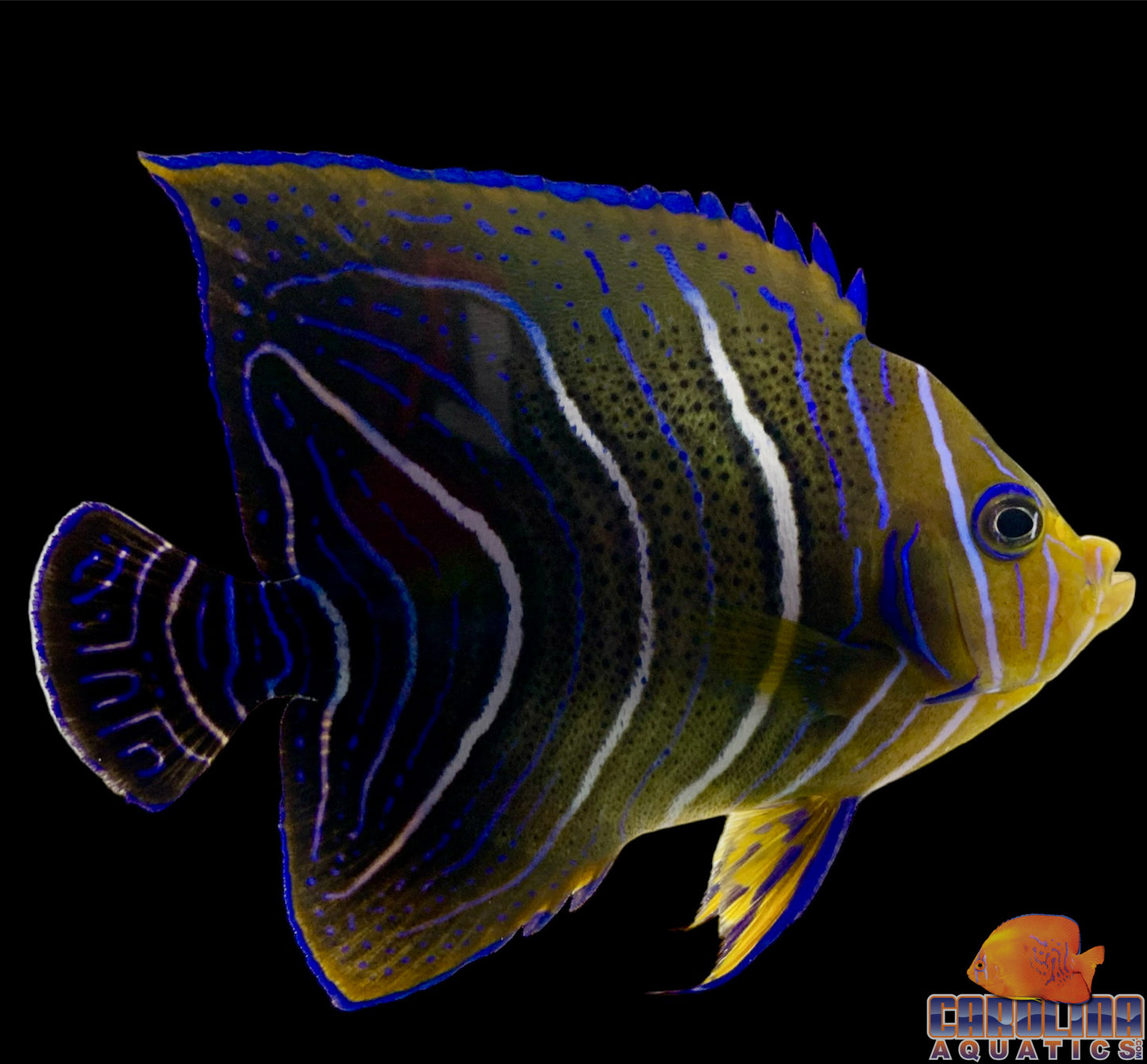 Angel - Koran Changing