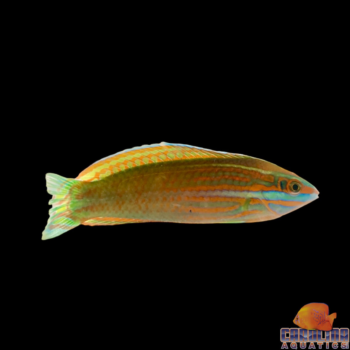 Wrasse - Checkerboard Red