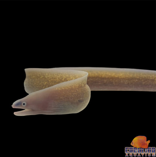 Eel - Moray White Eyed