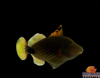 Trigger - Undulatus Sm/Md