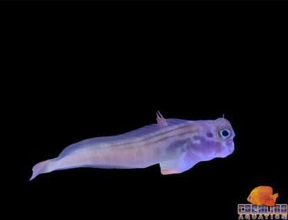 Blenny - Red Lipped Atlantic