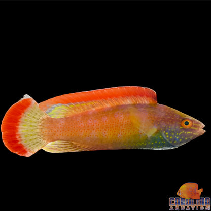 Wrasse - Fairy Rubrimarginatus Fiji