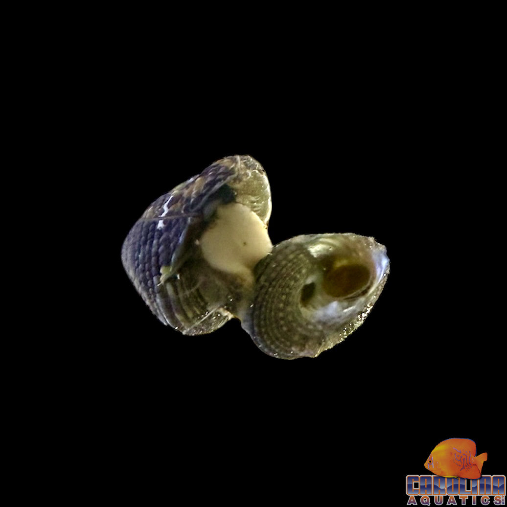 Snail - Trochus Panama