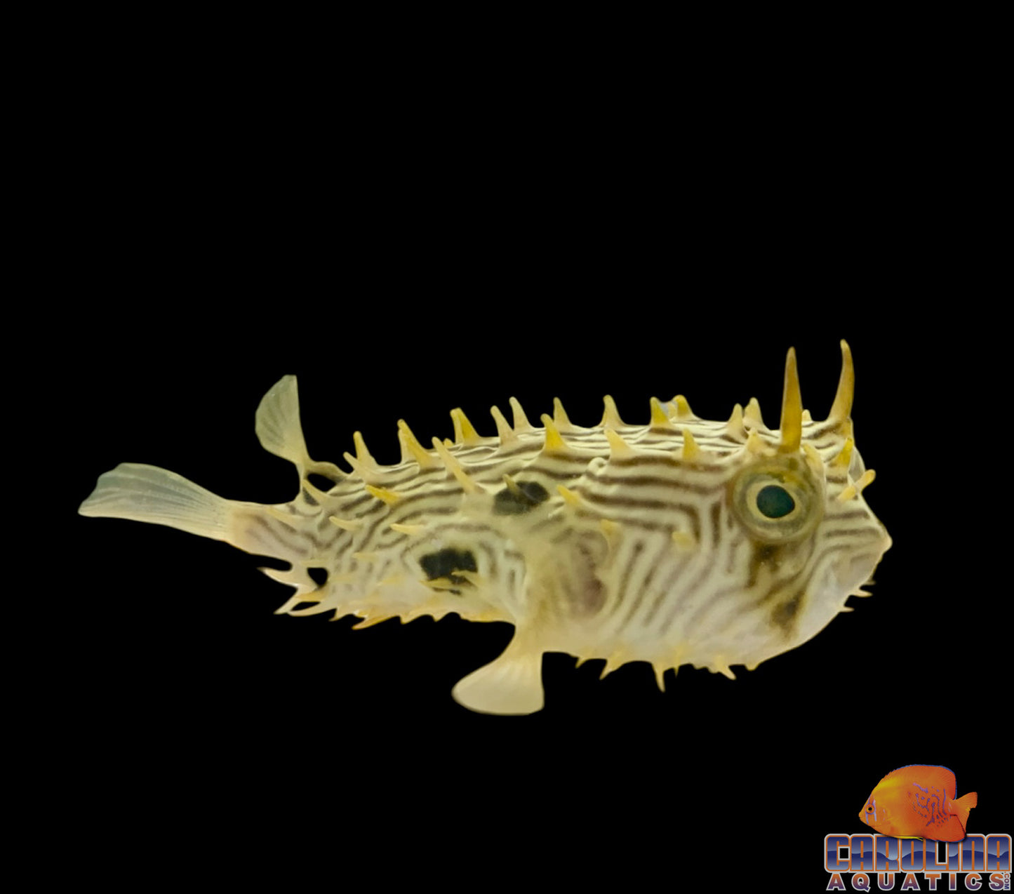 Puffer - Striped Burrfish Med