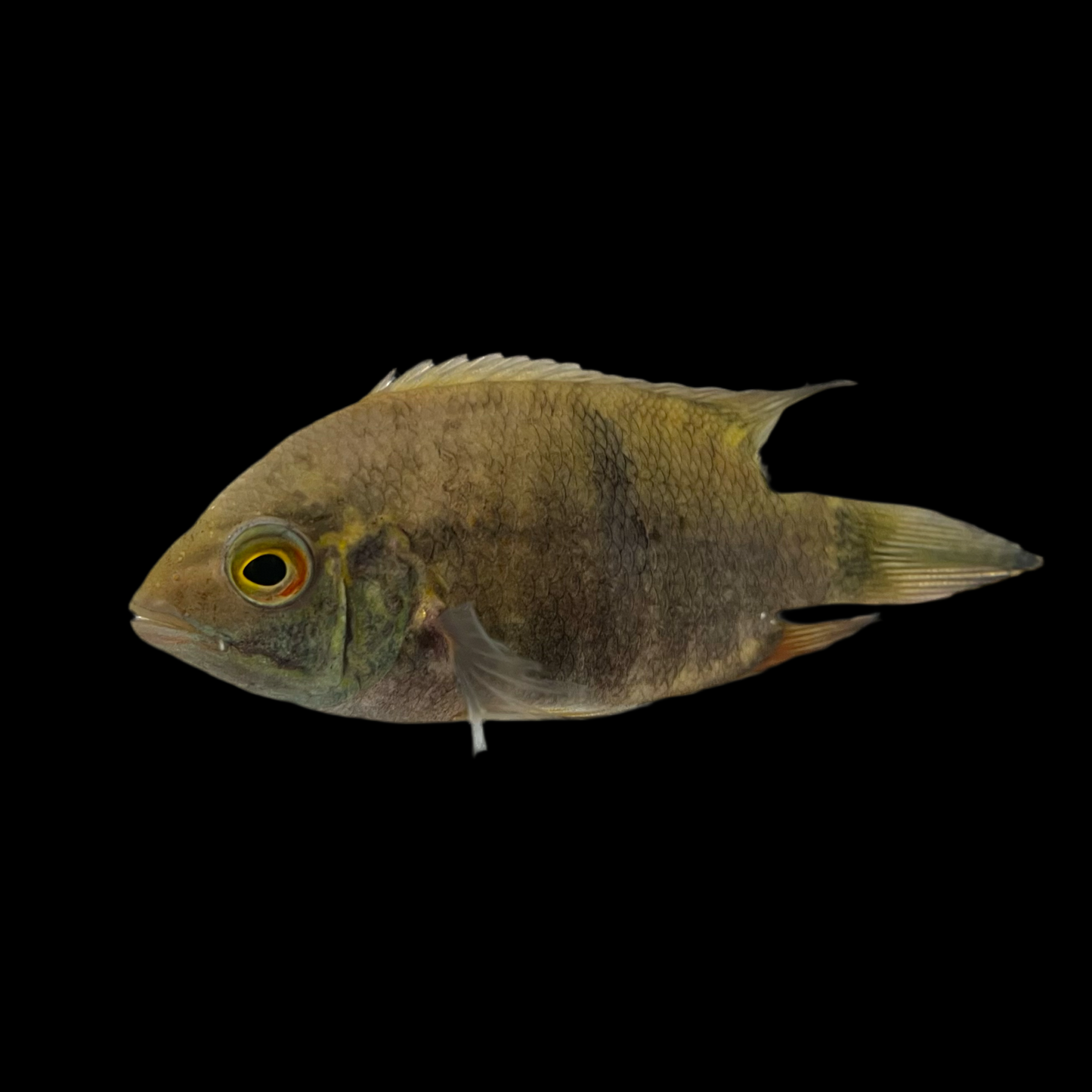 Cichlid - Chocolate Rio Negro Med