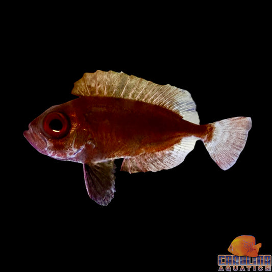 Snapper - Glasseye Sm