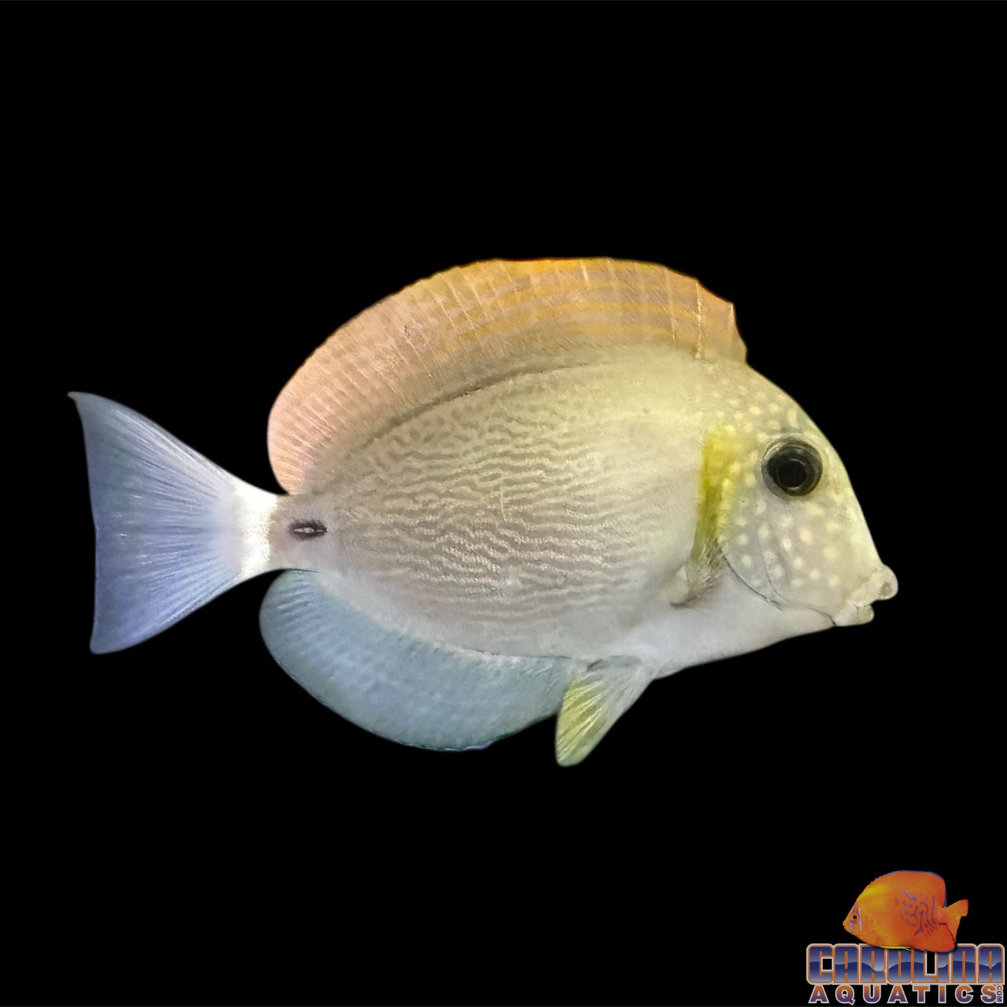 Tang - Maculiceps Lg