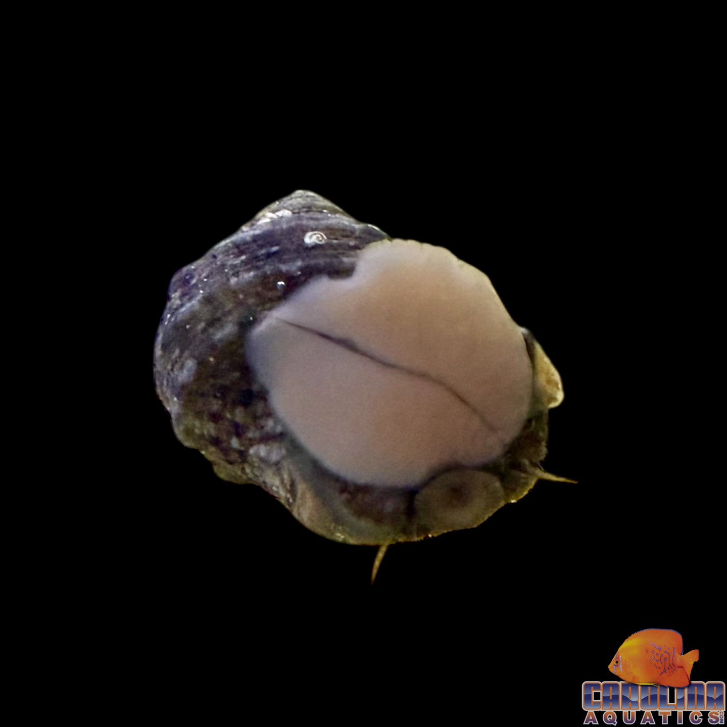 Snail - Turbo Mexican